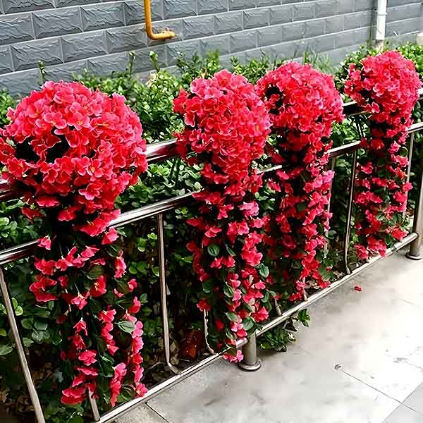 HANGROSE
